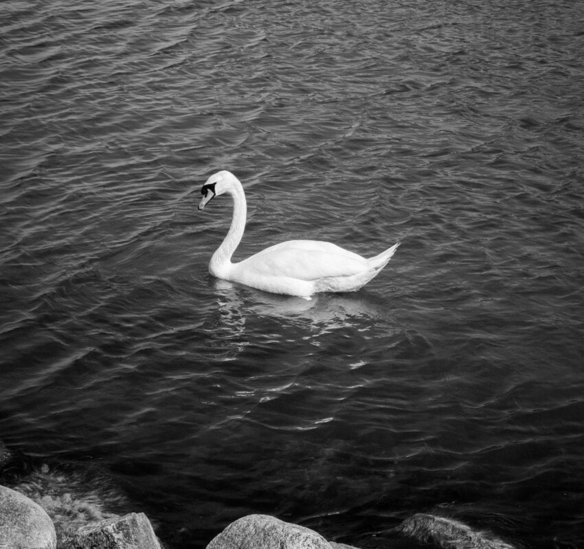 BLACK & WHITE