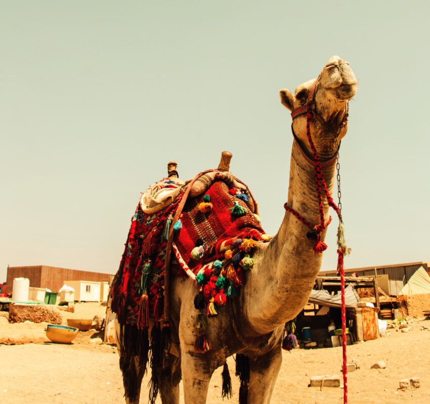TRAVEL